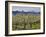 Apple Orchard in Bloom, Dryden, Chelan County, Washington, Usa-Jamie & Judy Wild-Framed Photographic Print