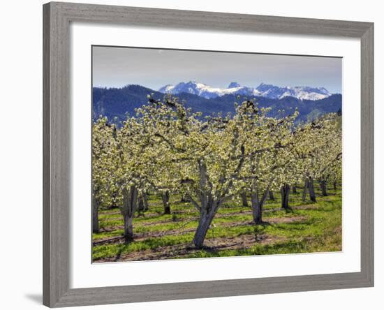 Apple Orchard in Bloom, Dryden, Chelan County, Washington, Usa-Jamie & Judy Wild-Framed Photographic Print