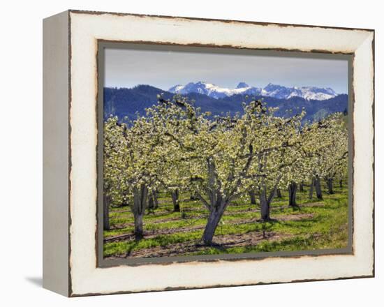 Apple Orchard in Bloom, Dryden, Chelan County, Washington, Usa-Jamie & Judy Wild-Framed Premier Image Canvas