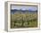 Apple Orchard in Bloom, Dryden, Chelan County, Washington, Usa-Jamie & Judy Wild-Framed Premier Image Canvas