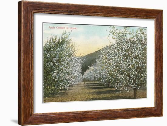 Apple Orchard in Bloom-null-Framed Art Print