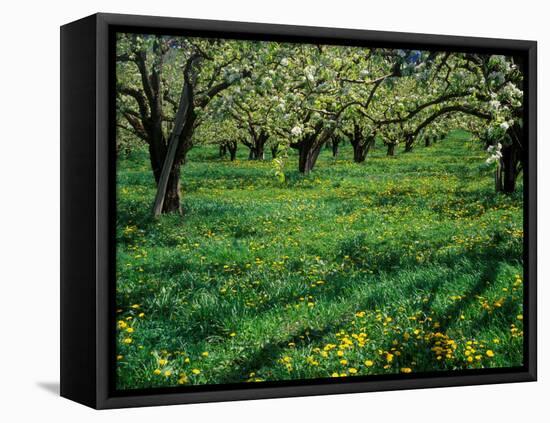 Apple Orchard in Full Bloom, Hood River, Oregon, USA-Janis Miglavs-Framed Premier Image Canvas