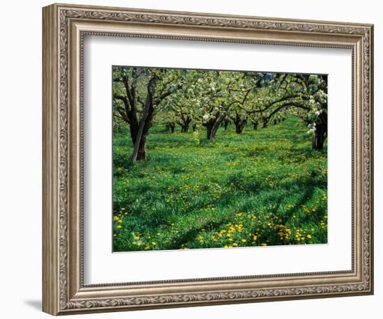 Apple Orchard in Full Bloom, Hood River, Oregon, USA-Janis Miglavs-Framed Photographic Print