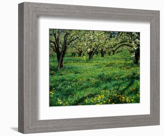 Apple Orchard in Full Bloom, Hood River, Oregon, USA-Janis Miglavs-Framed Photographic Print