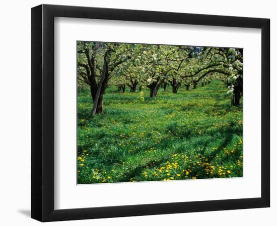 Apple Orchard in Full Bloom, Hood River, Oregon, USA-Janis Miglavs-Framed Photographic Print