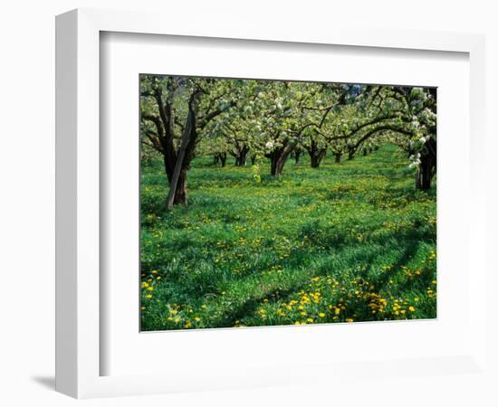 Apple Orchard in Full Bloom, Hood River, Oregon, USA-Janis Miglavs-Framed Photographic Print