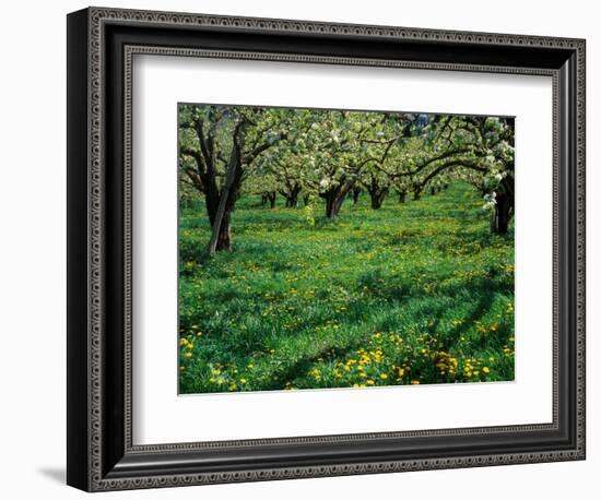 Apple Orchard in Full Bloom, Hood River, Oregon, USA-Janis Miglavs-Framed Photographic Print