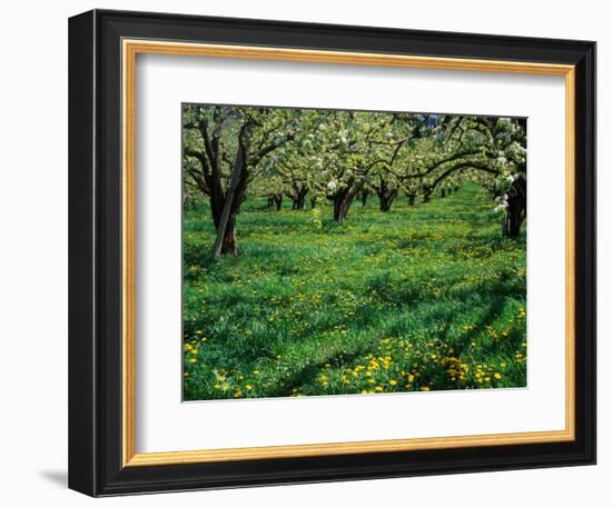 Apple Orchard in Full Bloom, Hood River, Oregon, USA-Janis Miglavs-Framed Photographic Print