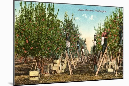 Apple Orchard, Washington-null-Mounted Art Print