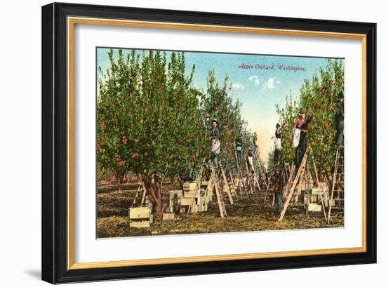 Apple Orchard, Washington-null-Framed Art Print