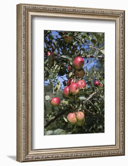 Apple Orchard-Lynn M^ Stone-Framed Photographic Print