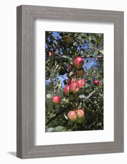 Apple Orchard-Lynn M^ Stone-Framed Photographic Print