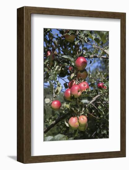 Apple Orchard-Lynn M^ Stone-Framed Photographic Print