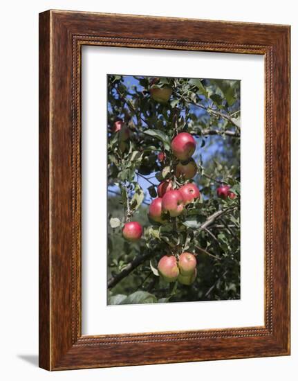 Apple Orchard-Lynn M^ Stone-Framed Photographic Print