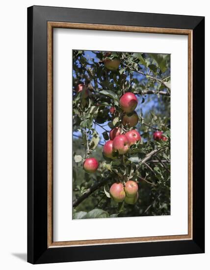 Apple Orchard-Lynn M^ Stone-Framed Photographic Print