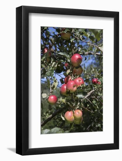 Apple Orchard-Lynn M^ Stone-Framed Photographic Print