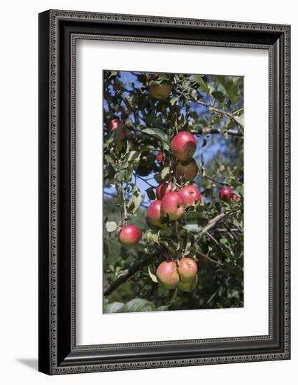 Apple Orchard-Lynn M^ Stone-Framed Photographic Print