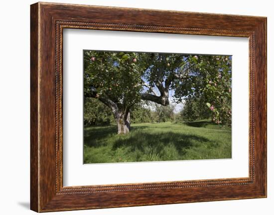 Apple Orchard-Lynn M^ Stone-Framed Photographic Print