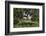 Apple Orchard-Lynn M^ Stone-Framed Photographic Print