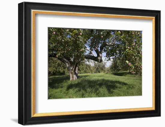 Apple Orchard-Lynn M^ Stone-Framed Photographic Print