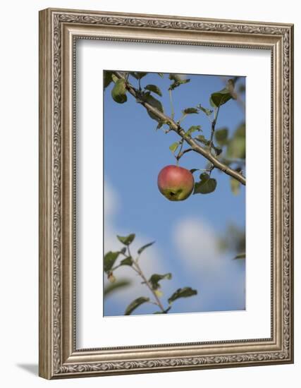 Apple Tree, Branch, Single Apple, Blue Sky-Andrea Haase-Framed Photographic Print