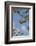 Apple Tree, Branch, Single Apple, Blue Sky-Andrea Haase-Framed Photographic Print