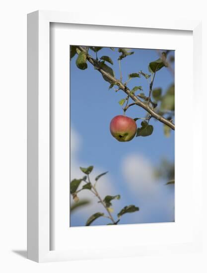 Apple Tree, Branch, Single Apple, Blue Sky-Andrea Haase-Framed Photographic Print