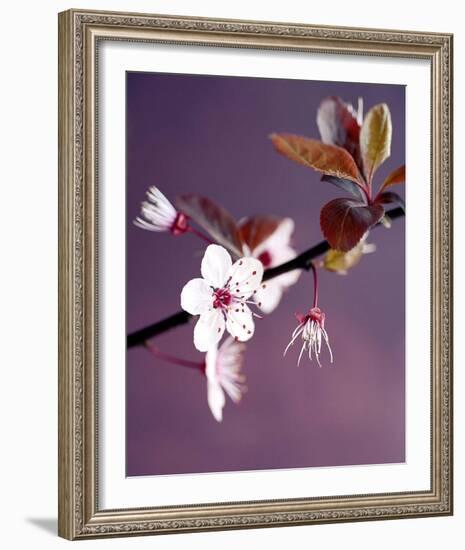 Apple Tree Branch-Amelie Vuillon-Framed Art Print