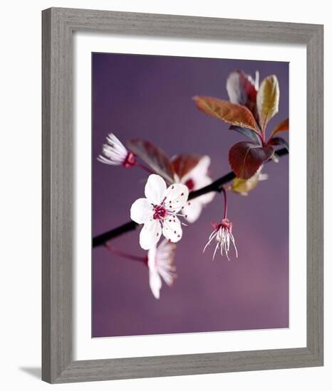 Apple Tree Branch-Amelie Vuillon-Framed Art Print