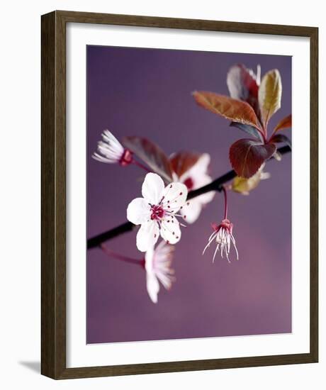 Apple Tree Branch-Amelie Vuillon-Framed Art Print