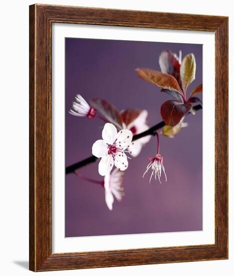 Apple Tree Branch-Amelie Vuillon-Framed Art Print