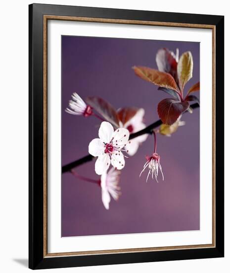 Apple Tree Branch-Amelie Vuillon-Framed Art Print