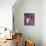 Apple Tree Branch-Amelie Vuillon-Mounted Art Print displayed on a wall