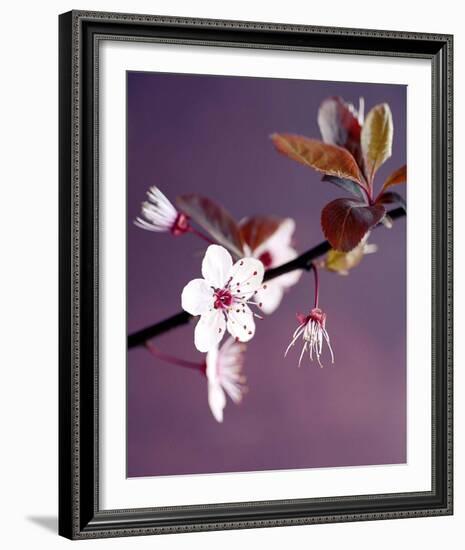 Apple Tree Branch-Amelie Vuillon-Framed Art Print