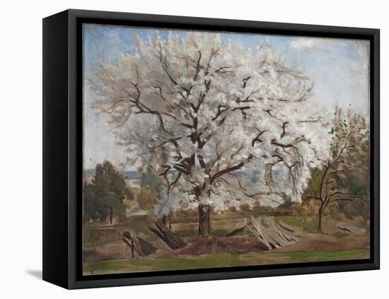 Apple Tree in Blossom-Carl Fredrik Hill-Framed Premier Image Canvas