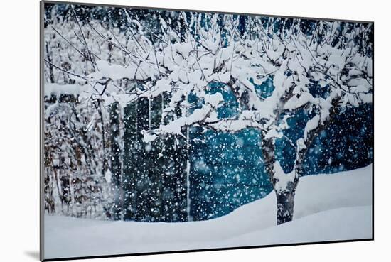 Apple Tree In Winter-Ursula Abresch-Mounted Photographic Print