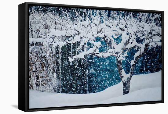 Apple Tree In Winter-Ursula Abresch-Framed Stretched Canvas
