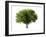 Apple Tree Isolated on a White Background-Jan Martin Will-Framed Photographic Print