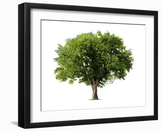 Apple Tree Isolated on a White Background-Jan Martin Will-Framed Photographic Print