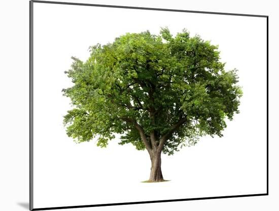 Apple Tree Isolated on a White Background-Jan Martin Will-Mounted Photographic Print