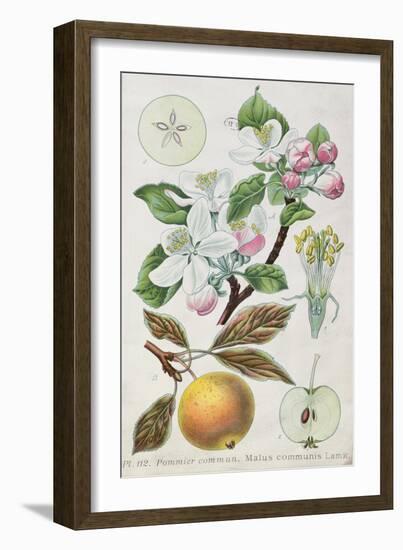 Apple Tree (Malus Communis)-null-Framed Giclee Print