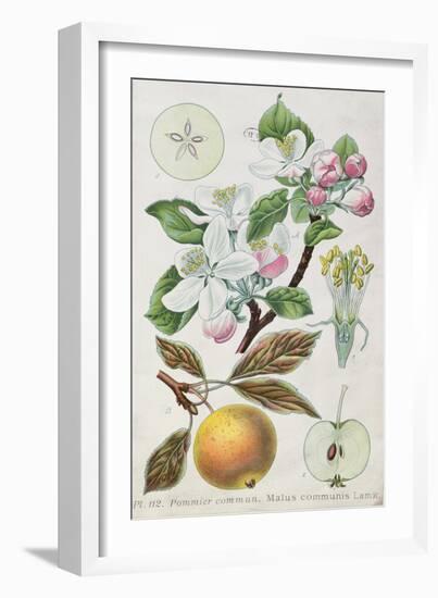 Apple Tree (Malus Communis)-null-Framed Giclee Print