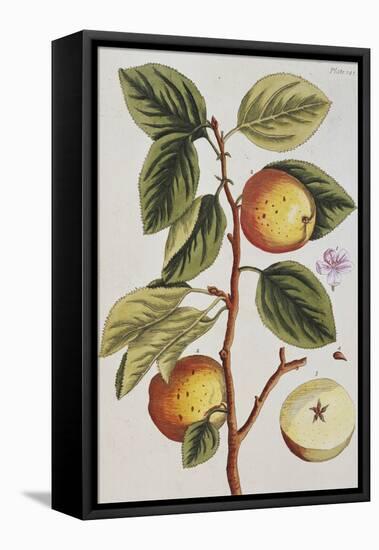 Apple Tree (Malus Sativa), 1739-Elizabeth Blackwell-Framed Premier Image Canvas