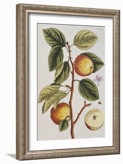 Apple Tree (Malus Sativa), 1739-Elizabeth Blackwell-Framed Giclee Print