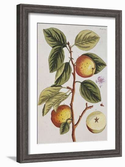 Apple Tree (Malus Sativa), 1739-Elizabeth Blackwell-Framed Giclee Print