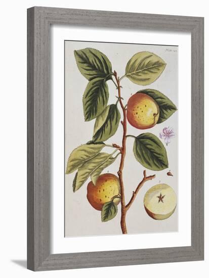 Apple Tree (Malus Sativa), 1739-Elizabeth Blackwell-Framed Giclee Print