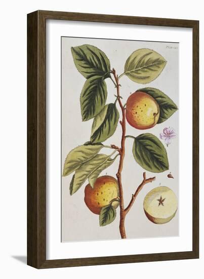 Apple Tree (Malus Sativa), 1739-Elizabeth Blackwell-Framed Giclee Print