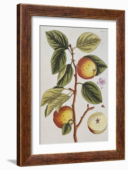 Apple Tree (Malus Sativa), 1739-Elizabeth Blackwell-Framed Giclee Print