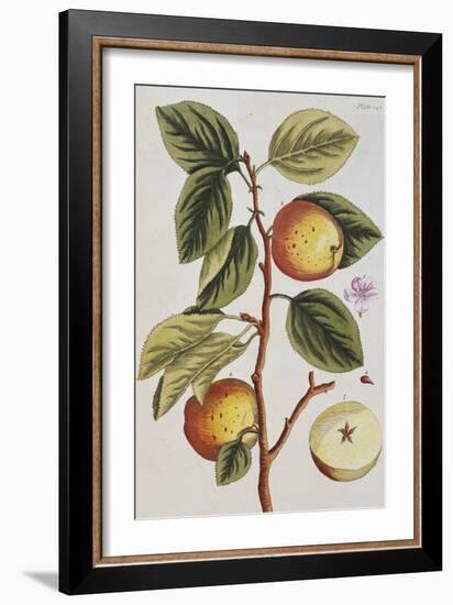 Apple Tree (Malus Sativa), 1739-Elizabeth Blackwell-Framed Giclee Print