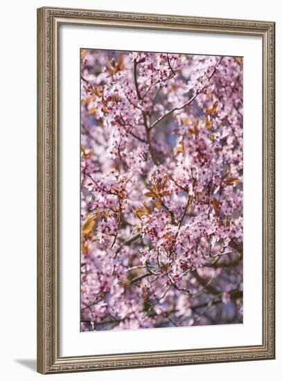 Apple Tree, Malus Spec., Branches, Blossoms, Pink-Chris Seba-Framed Photographic Print